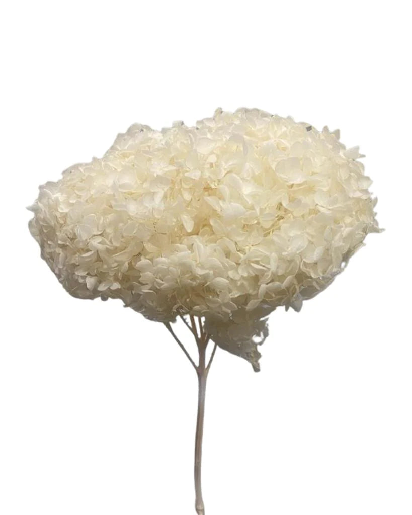Decorate your Home with Beautiful Preserved Flowers