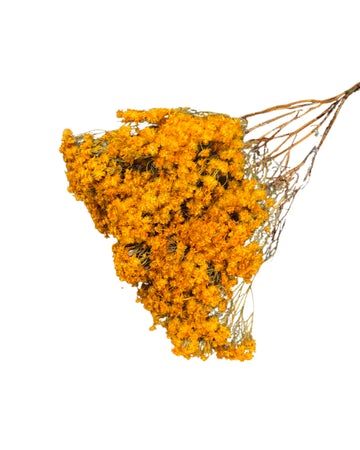 Why are Dried Flowers Gaining Popularity?