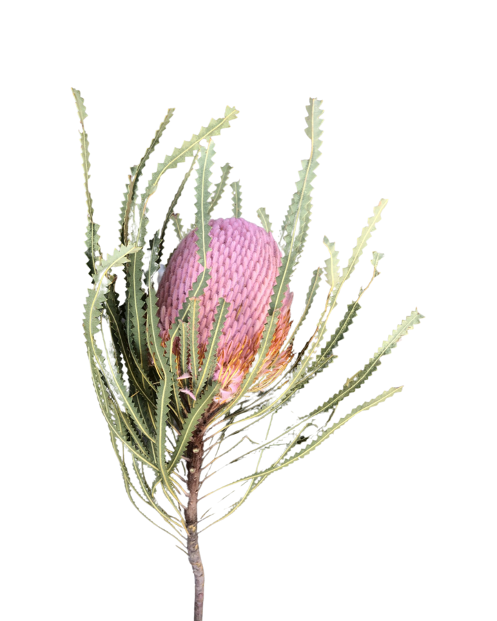 Dried Flowers: A Great Choice for All Occasions