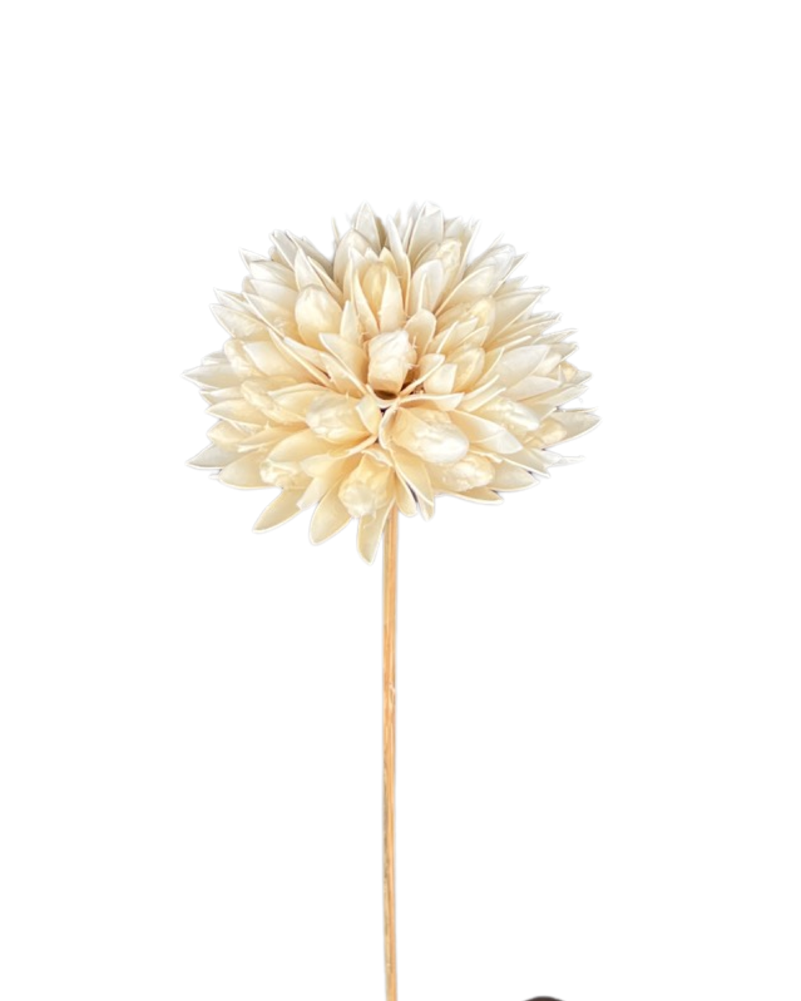 Magnolia Flower Dry Flower Dried Floral Arrangements Dry Flowers
